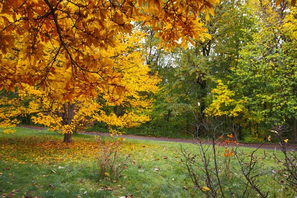 Mooie Herfst Steegje Het Park Gele Oranje Bomen Zonnige Herfst — Stockfoto