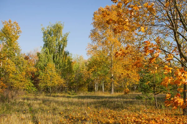 Gouden Herfst Bomen Mooie Herfst Weiland Het Park Bos Zonnige — Stockfoto