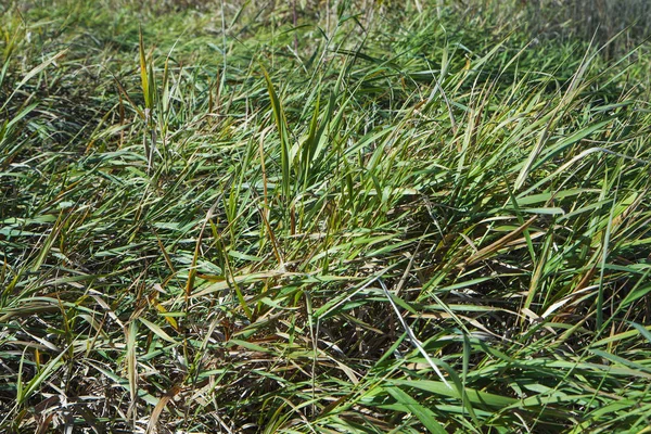 Herbe Verte Sauvage Avec Lumière Soleil Automne Herbe Fond — Photo