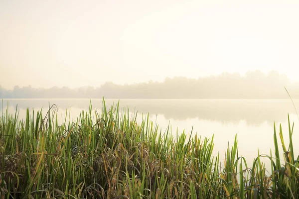 Misty Morning Lake Calm Autumn Landscape Reed Water Picture — Stock Photo, Image