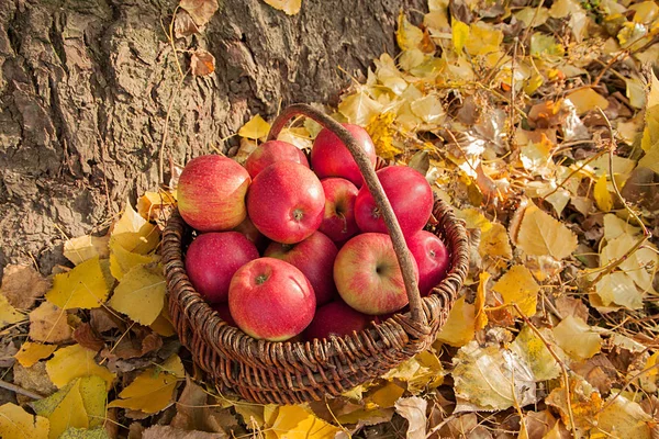 Красные Спелые Яблоки Большой Корзине Фоне Опавших Желтых Листьев Осенний — стоковое фото