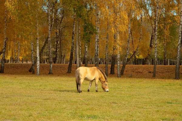 Grasbewachsene Wiese Umgeben Von Herbstbäumen Pferde Grasen Auf Dem Feld — Stockfoto