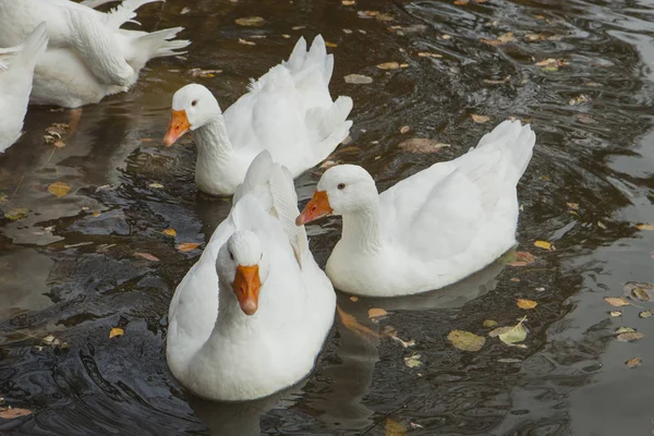 Grandes Gansos Brancos Com Bicos Laranja São Refletidos Água Água — Fotografia de Stock