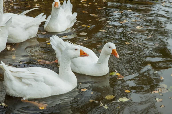 Большие Белые Гуси Оранжевыми Клювами Отражаются Воде Спокойная Вода Опавшие — стоковое фото