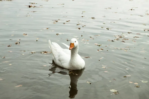 Large White Goose Orange Beak Calm Water Fallen Leaves Domestic — Stock Photo, Image