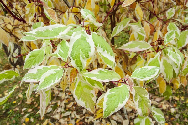 Bonte Herfstbladeren Mooie Decoratieve Bush Het Park Originele Plant Achtergrond — Stockfoto
