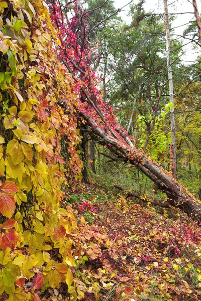 Wilde Druiven Muur Een Park Kleurrijke Bladeren Mooie Kleurrijke Bladeren — Stockfoto