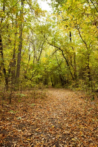 Krásné Podzimní Stromy Keře Lesích Stezka Cesta Lese Spadané Listí — Stock fotografie