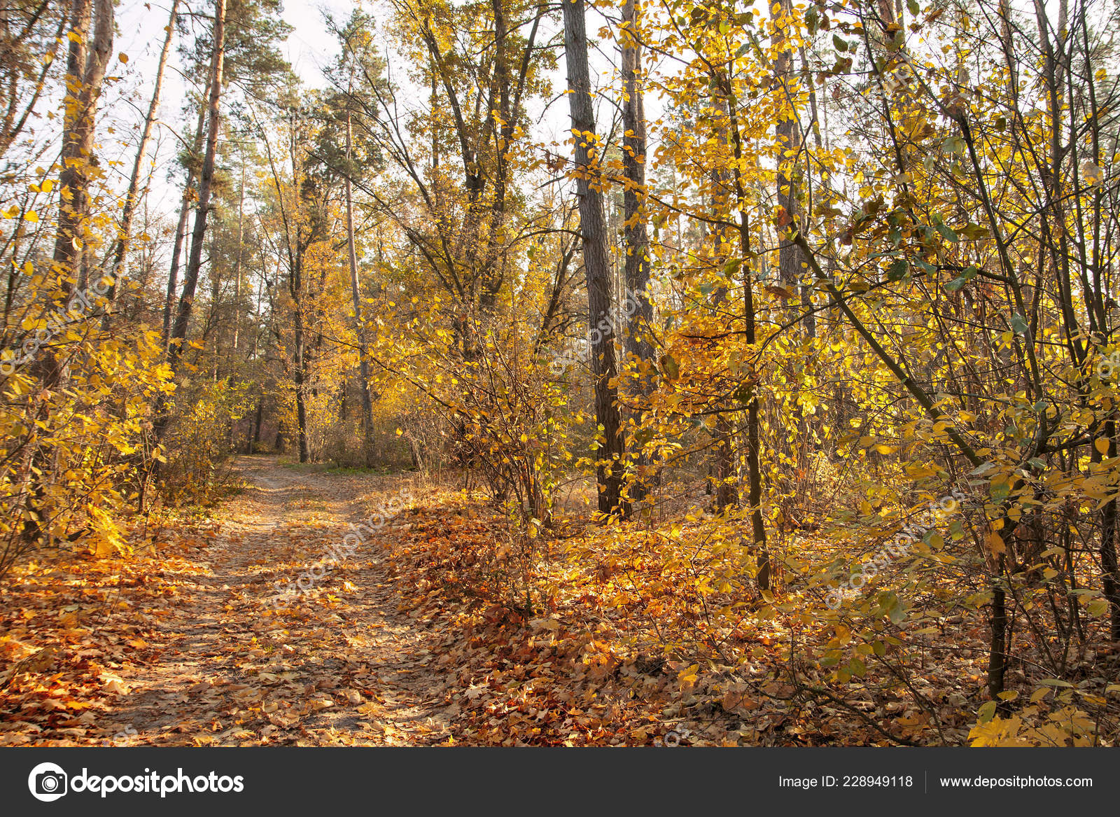 Autumn Golden Yellow Trees Illuminated Sun Autumn Day Forest Trail Stock Photo C Nataly 314