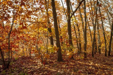 Güzel sonbahar ağaçlar ve çalılar ormanın içinde. Turuncu ve kırmızı ağaçlar güneş tarafından aydınlatılmış. Düşen yapraklar. Sakin güneşli gün.
