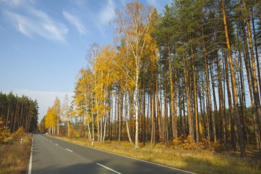Altın huş ağaçları ve güneş tarafından aydınlatılmış çam. Yolun ortasında orman. Sakin güneşli gün.