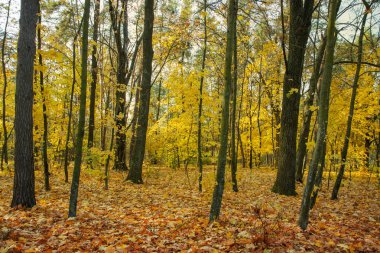 Bir sonbahar gününde güneş tarafından aydınlatılmış sonbahar altın ve sarı ağaçlar. Orman yolu düşen yapraklarla kaplı. Sakin güneşli gün.