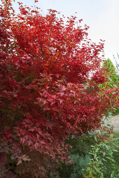 Mooie Herfst Rood Bush Het Park Een Struik Van Heldere — Stockfoto