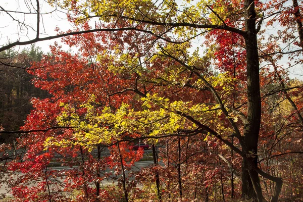 Mooie Herfst Bomen Struiken Het Park Herfst Rode Gele Bomen — Stockfoto