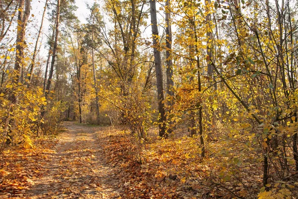 Herfst Gouden Gele Bomen Verlicht Door Zon Een Herfstdag Bospad — Stockfoto