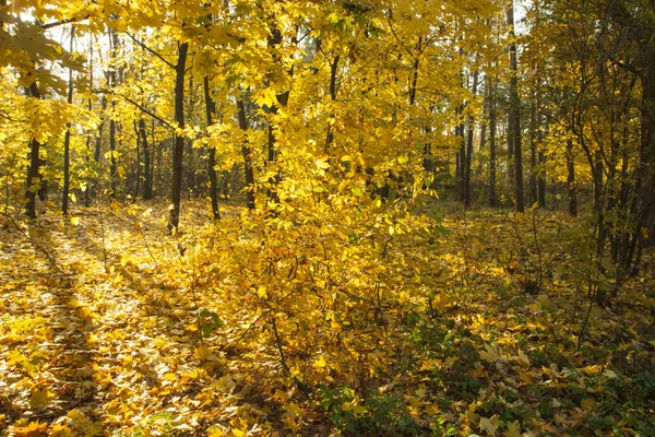 Mooie Herfst Bomen Struiken Het Forest Herfst Gouden Gele Bomen — Stockfoto