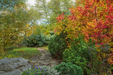 Güzel sonbahar ağaçlar ve çalılar parkta. Parlak park yeri, park yolu. Sonbahar manzara.