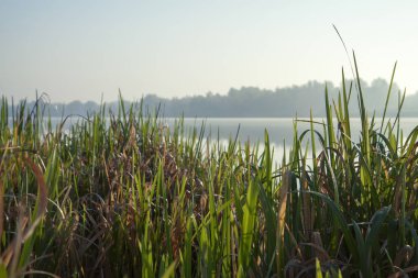 Göl sisli sabahı. Orman sakin suda yansıyan. Reed ön planda. Sakin sonbahar manzara.
