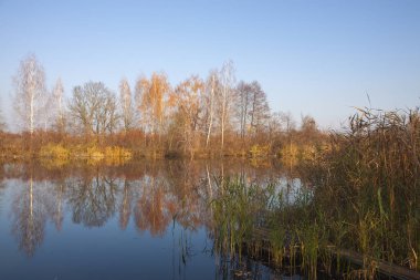 Yumuşak su yüzeyine yansıtan güzel sonbahar ağaçlar. Göl üzerinde sıcak sonbahar günü. Nehir manzara.