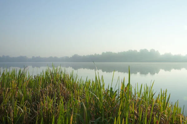 Misty Morning Lake Forest Reflected Calm Water Reed Foreground Calm — Stock Photo, Image