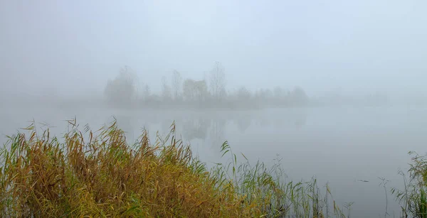 Туманное Утро Озере Лес Отражается Спокойной Воде Рид Переднем Плане — стоковое фото