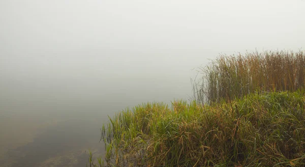 Quiet Misty Early Morning Forest Lake Reeds Grass Foreground Calm — Stock Photo, Image