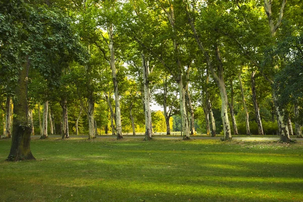 Alley Van Sycamores Het Park Gazon Met Groen Gras Met — Stockfoto