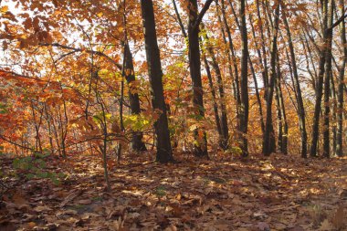 Güzel sonbahar ağaçlar ve çalılar ormanın içinde. Turuncu ve kırmızı ağaçlar güneş tarafından aydınlatılmış. Düşen yapraklar. Sakin güneşli gün.