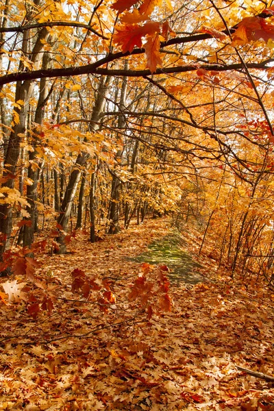 Mooie Herfst Bomen Struiken Het Forest Oranje Rode Bomen Verlicht — Stockfoto