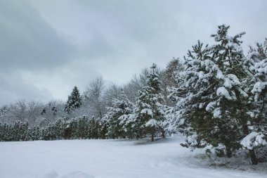Beyaz çalılar. Ağaçlar ve çam ağaçları. Sakin kış manzarası. Noel arka plan. Günde bir orman sessiz.