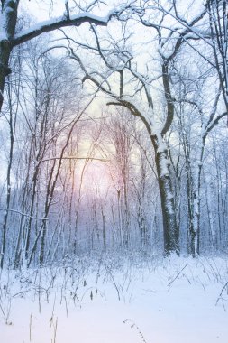 Beyaz ağaçlar ve güneş ışığı sisin içinde. Bir orman sessiz karlı gün. Sakin kış manzarası. Noel arka plan.