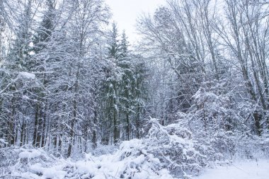 Beyaz çalılar. Ağaçlar ve çam ağaçları. Sakin kış manzarası. Noel arka plan. Günde bir orman sessiz.