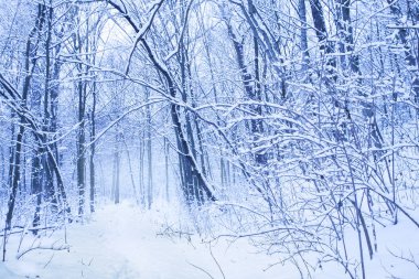 Sessiz günde bir park. Beyaz ağaçlar, çalılar ve bir ormanda yol. Sakin kış manzarası. Noel arka plan.