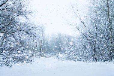 Beyaz Ağaç ve çalı. Sessiz günde bir orman. Sakin kış manzarası. Noel arka plan.