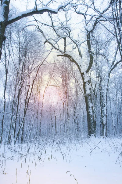 Beyaz ağaçlar ve güneş ışığı sisin içinde. Bir orman sessiz karlı gün. Sakin kış manzarası. Noel arka plan.