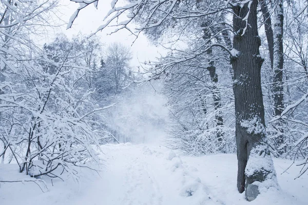 Sessiz günde bir park. Beyaz ağaçlar, çalılar ve bir ormanda yol. Sakin kış manzarası. Noel arka plan.