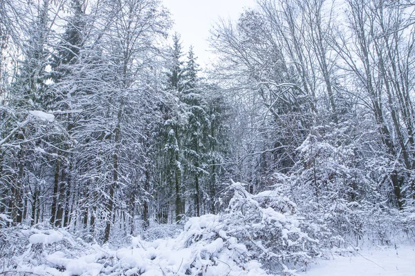 Beyaz çalılar. Ağaçlar ve çam ağaçları. Sakin kış manzarası. Noel arka plan. Günde bir orman sessiz.