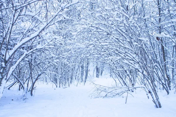 Sessiz günde bir park. Beyaz ağaçlar, çalılar ve bir ormanda yol. Sakin kış manzarası. Noel arka plan.