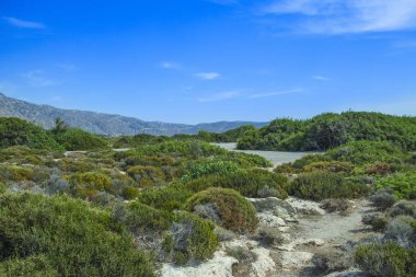 Yeşil çalılar ve çim mavi gökyüzü. Crete, Yunanistan.