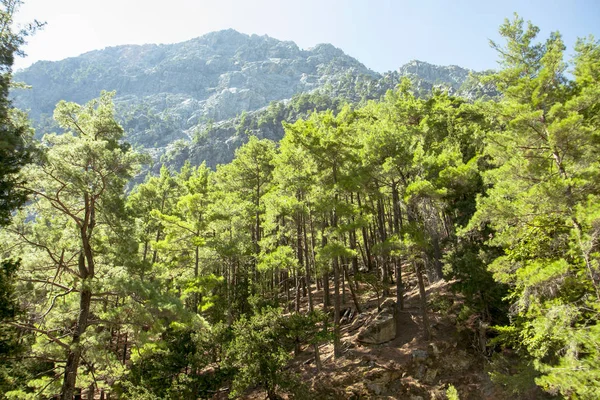 Bosque Pinos Las Montañas Hermoso Paisaje Montaña Samaria Gorge Creta — Foto de Stock