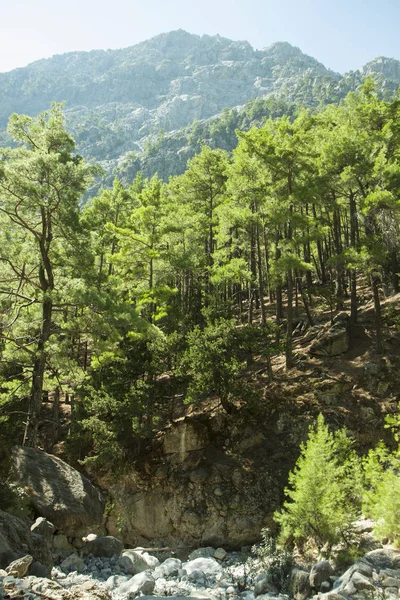 Dağlarda çam ormanı. Güzel dağ manzarası. Samiriye Gorge (Crete, Yunanistan).