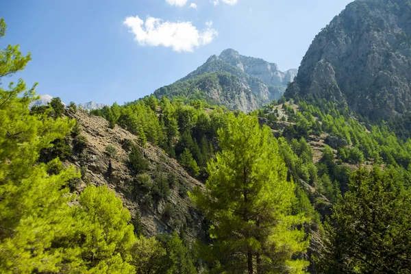 Dağlarda çam ormanı. Güzel dağ manzarası. Samiriye Gorge (Crete, Yunanistan).