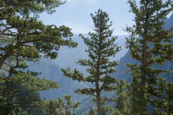 山里的松树林 美丽的山景 Samaria Gorge 希腊克里特岛 — 图库照片