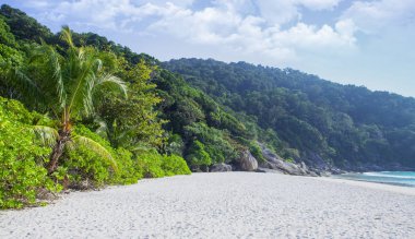 Cennet yeşil orman ve plaj. Tropik. Kum kıyısı, mavi lagün ve birçok bitki.