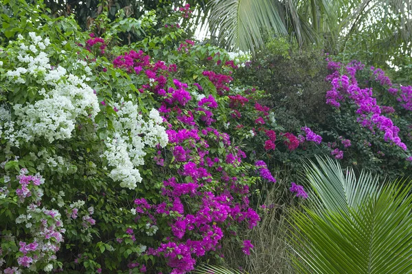 Wunderschöne Tropische Blumen Und Palmblätter Regenwalddickicht Weiße Und Violette Bougainvillea — Stockfoto