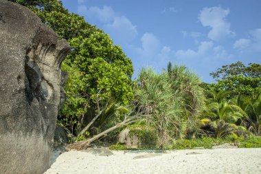 Cennet yeşil orman ve büyük taşlar. Tropik. Kum kıyısı, kayalar ve birçok bitki.
