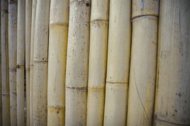 Doğal bambu dokusu. Bambu cilalı kuru sapları.