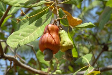 Kaju fıstığı. Sulu Turuncu Elma Kaju Tropikal Pembe Kaju.