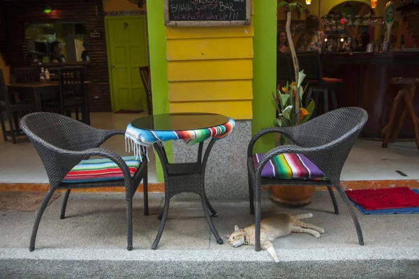 Beautiful Bright Outdoor Cafe Furniture Interior Sleeping Red Cat Table — Stock Photo, Image