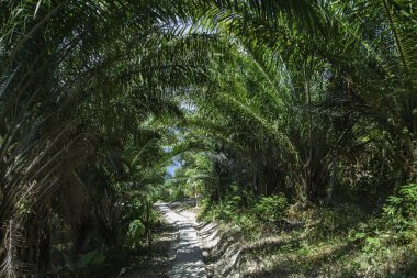 Tropik orman. Rainforest. Sen hindistan cevizi avuç içi ve diğer bitkiler aracılığıyla mavi gökyüzü görebilirsiniz.